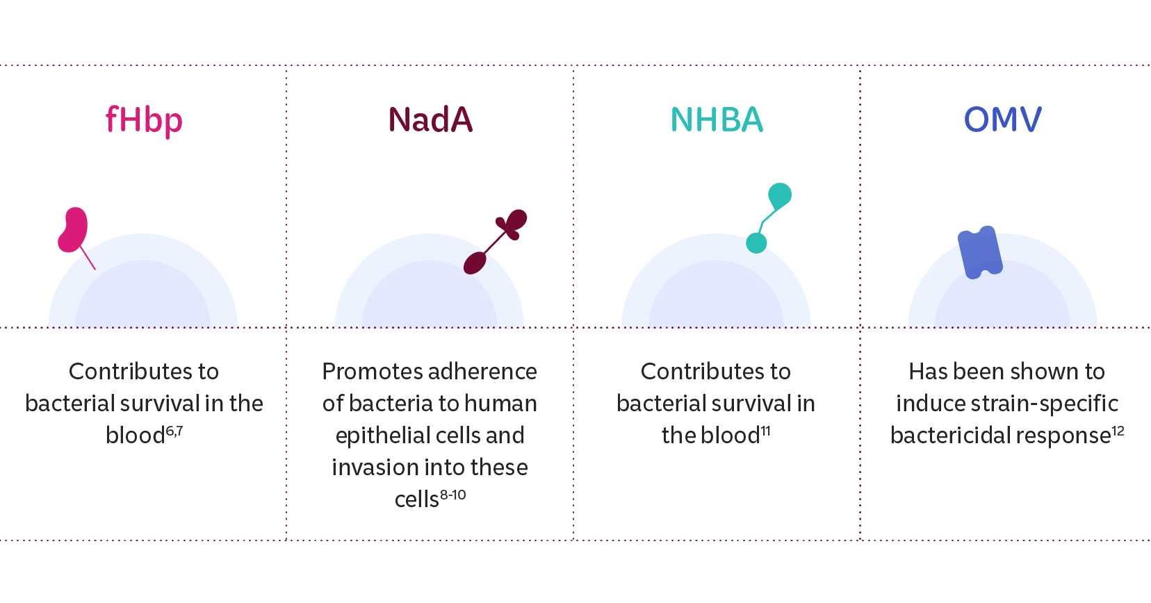Infographic describing the roles of MenB antigenic components